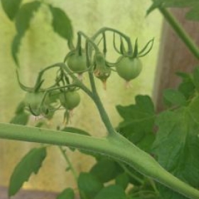 Tomaten 2026-06-17 11.34.